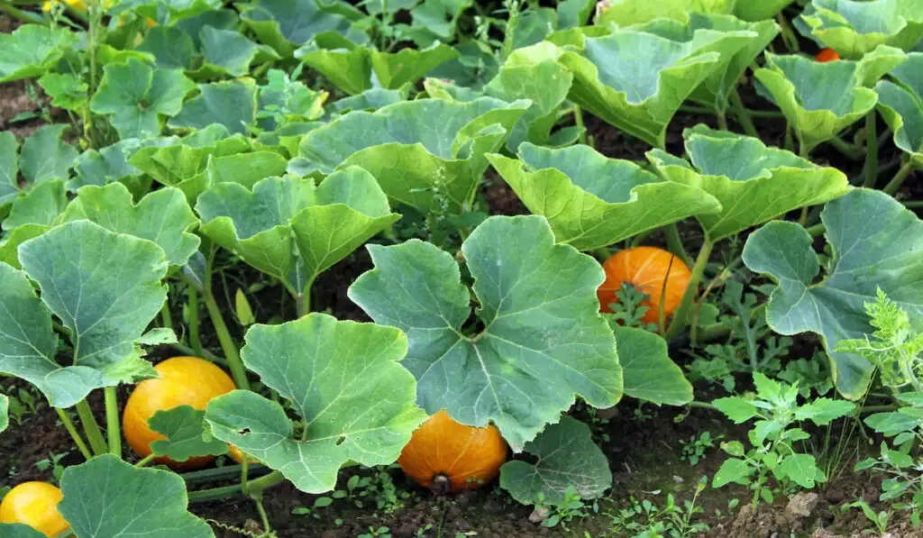 Pumpkin patch in garden 