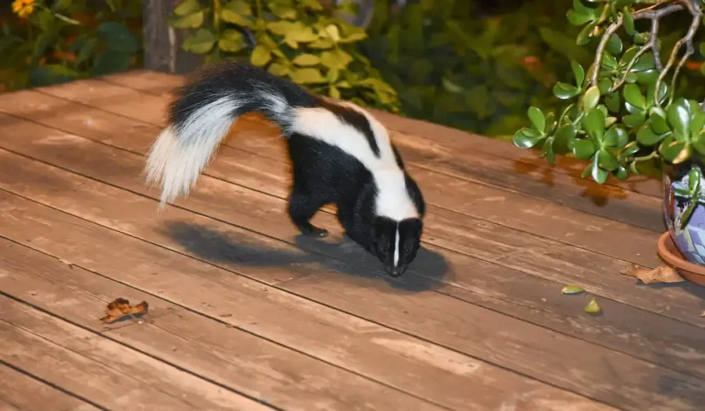 Skunk in Backyard Patio 