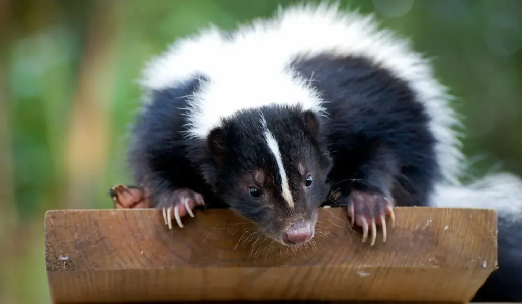 Skunk on a wood