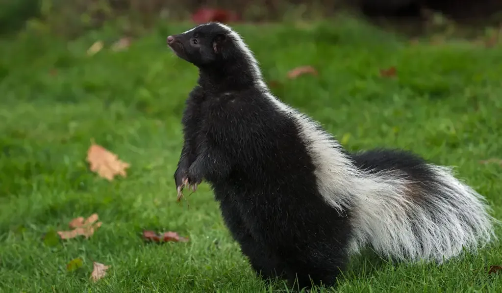 Striped Skunk (Mephitis mephitis) Stands Up on Back Paws Autumn