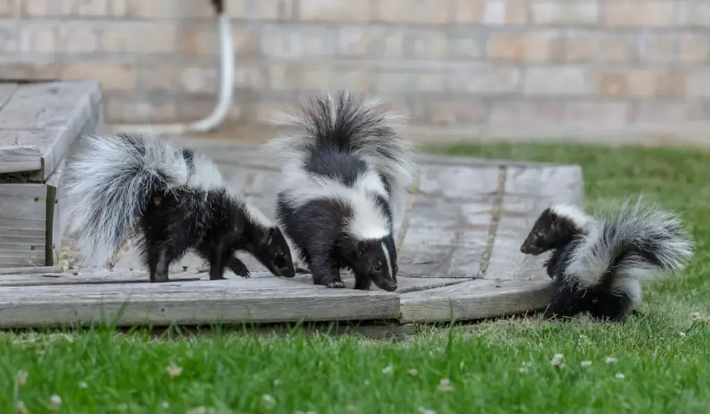 Three striped skunk 