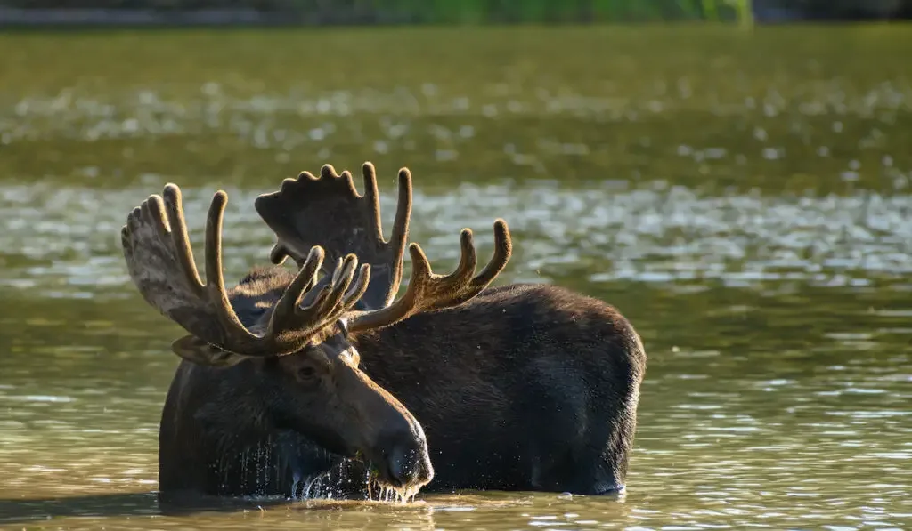 Water Streams From Moose’s Head in mountain lake
