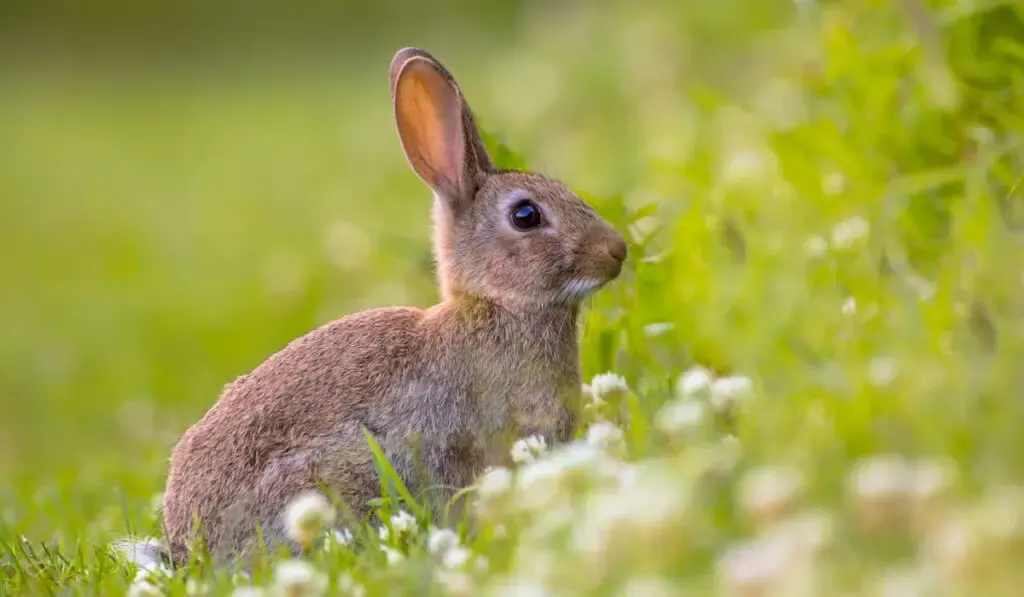 rabbit in the backyard