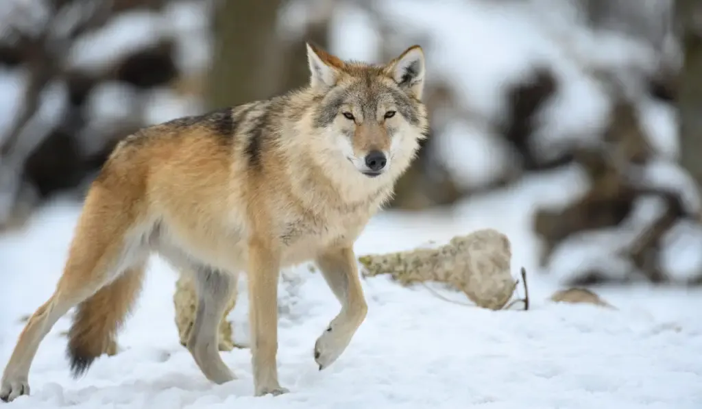 Wolf in the winter forest