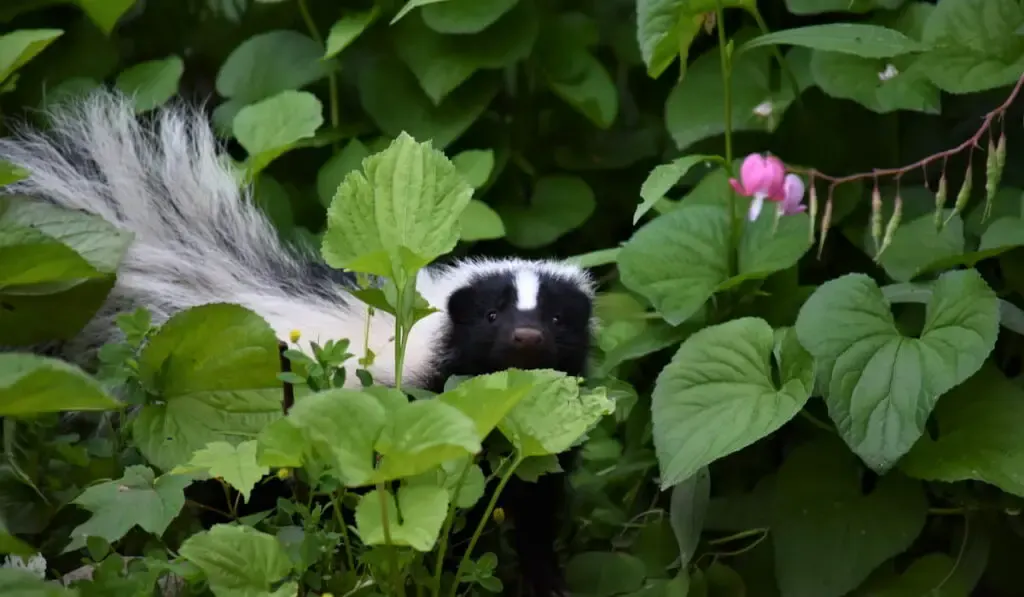 adorable skunk