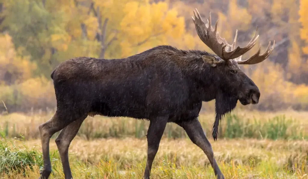 bull moose walking 