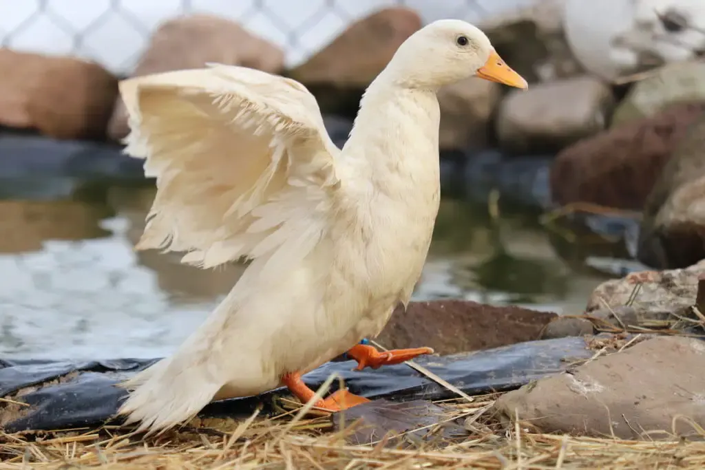 duck standing on straw next to a pond 