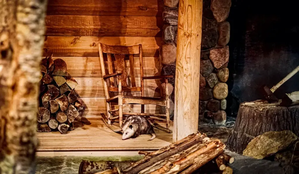 opossum on the porch of a rustic wooden cabin near an old rocking chair