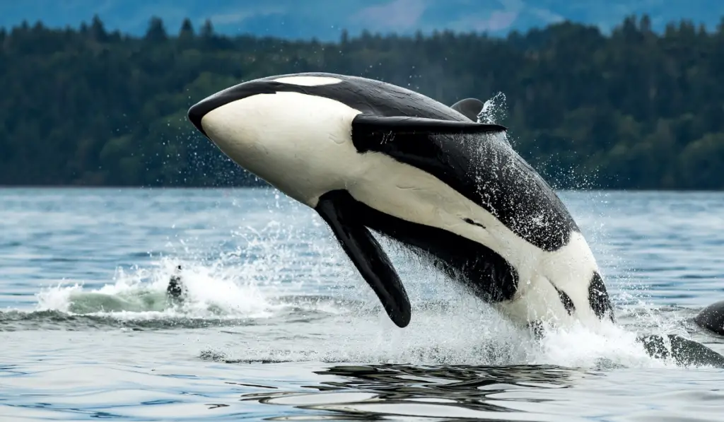 orca whale jumping out of the sea