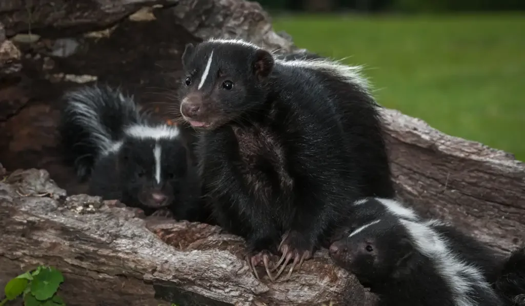 family of skunk