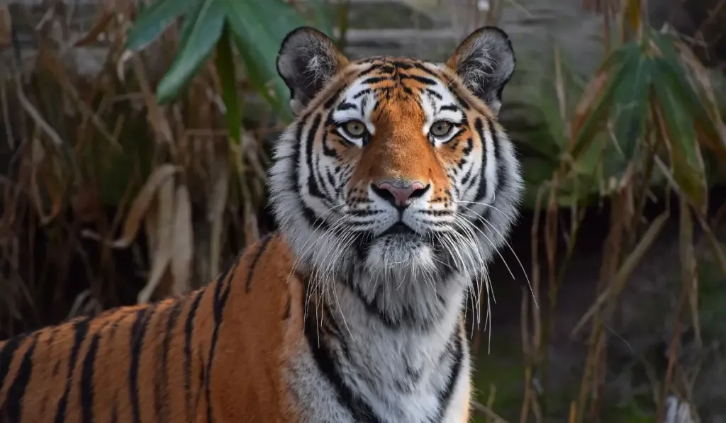 portrait of Siberian Amur tiger