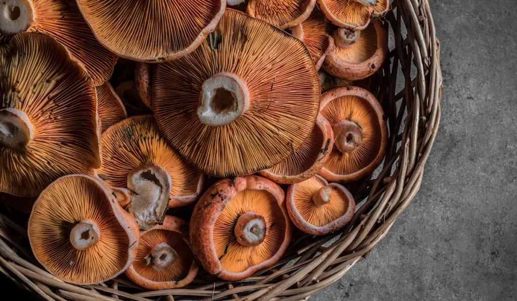 red pine mushrooms - Lactarius deliciosus on wicker basket on dark background