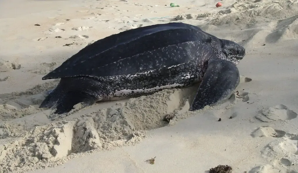 Leatherback Sea Turtle Crawling Up Sandy Beach
