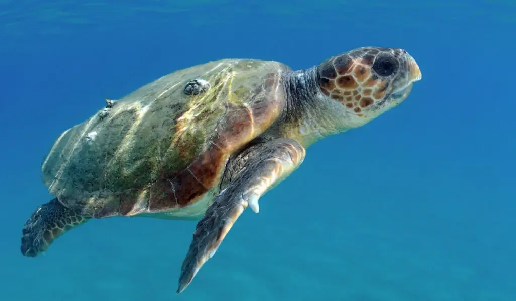 Loggerhead sea turtle (Caretta caretta) swimming in the sea