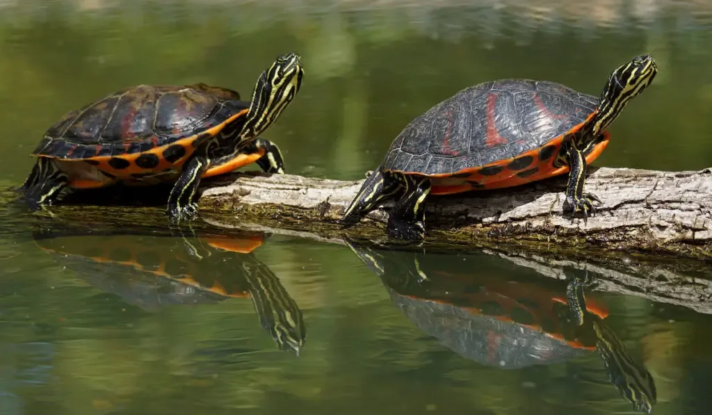 Two Florida red-bellied Cooter turtles on a log in a pond