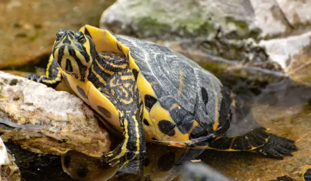 Yellow-bellied sliders, land and water turtles, sunbathing in pond